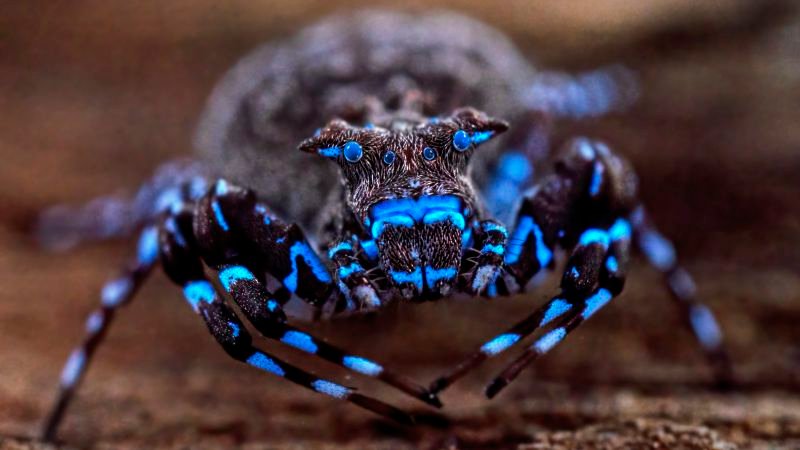 Fluorescent spider and armored cricket among incredible discoveries in Angola | CNN