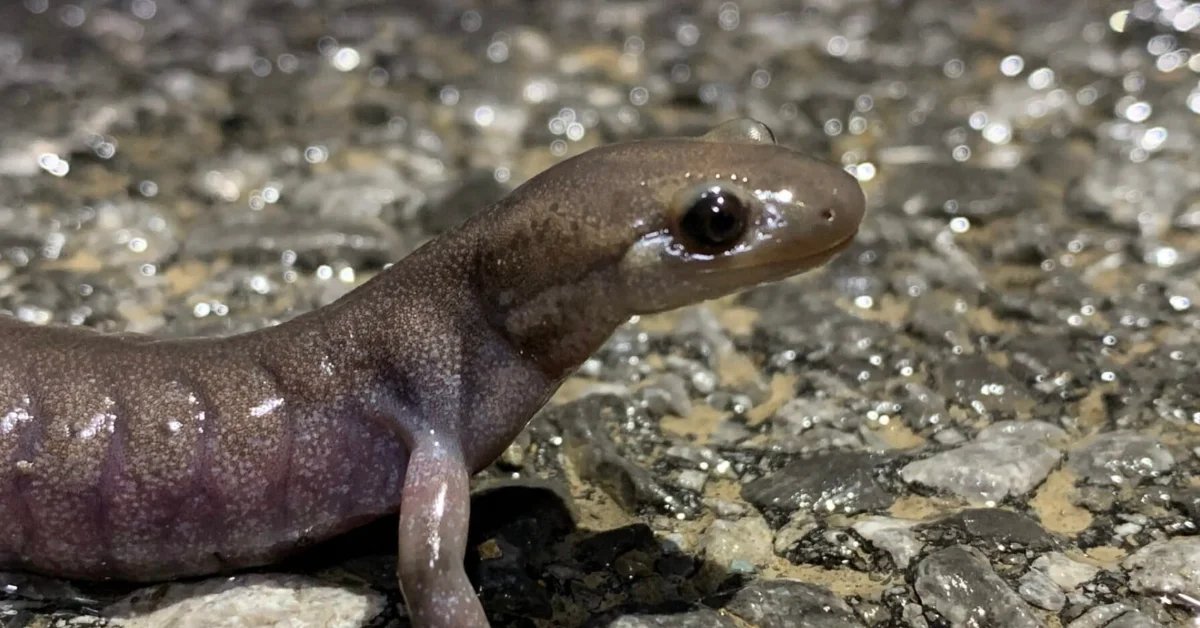 A small New Hampshire city is building tunnels just for salamanders. They're already saving lives