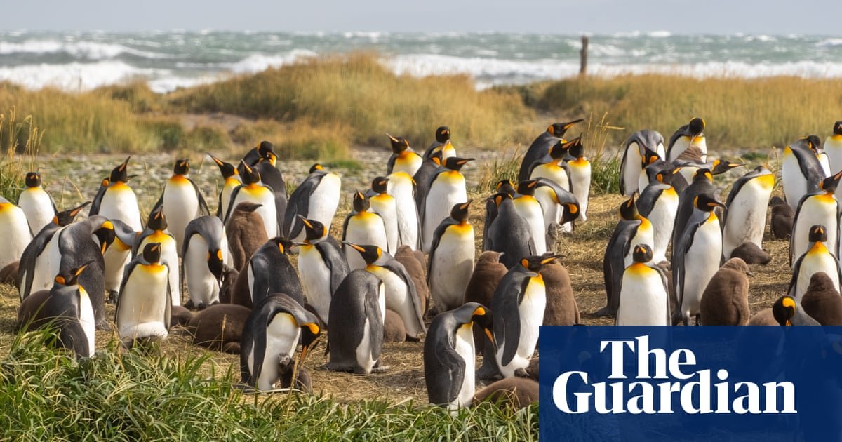 How a kindergarten teacher became the accidental guardian of 200 king penguins