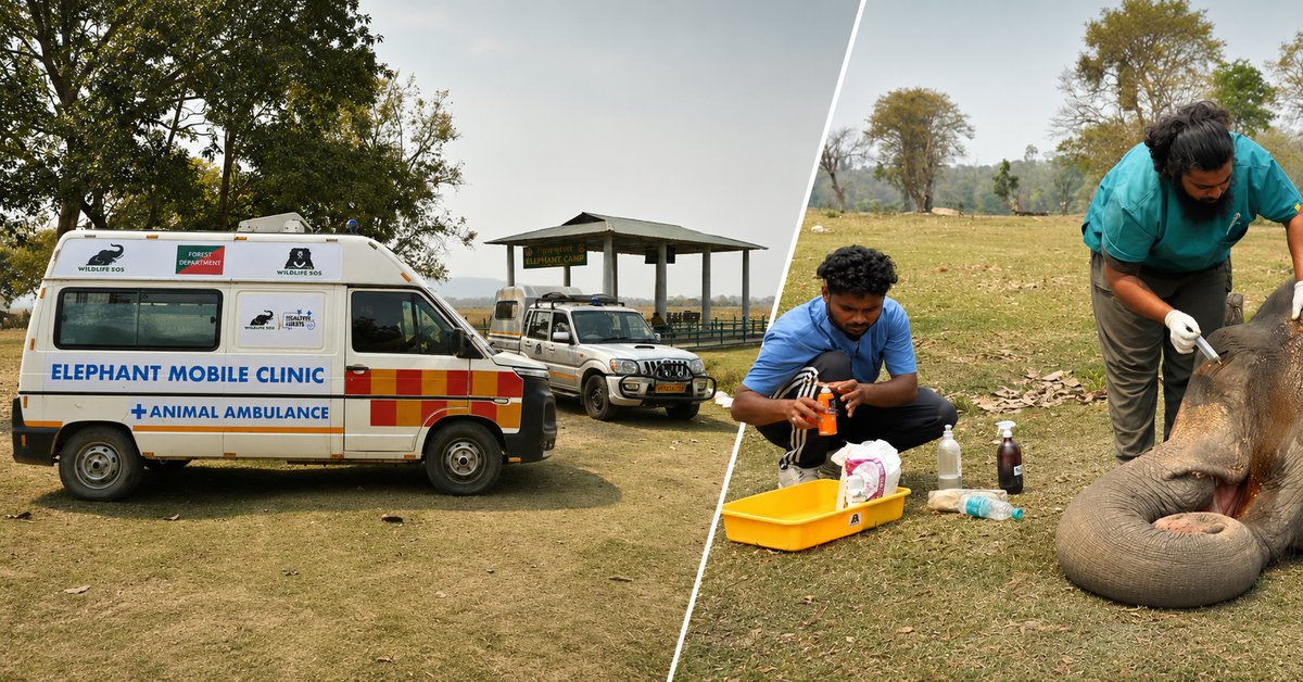 An Elephant Hospital on Wheels: How ‘Haathi Sewa’ Reaches Elephants Needing Urgent Care