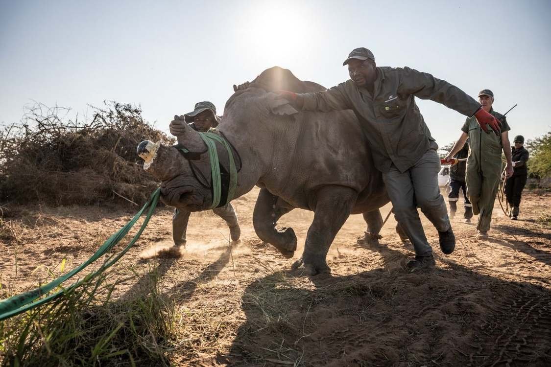 Herculean Effort to Restore Mozambique’s Rhino Population Succeeds with 61 Animals Moved There