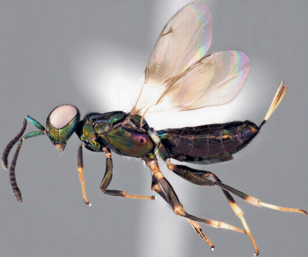 Social media images lead to first recording of parasitoid wasp species in Japan