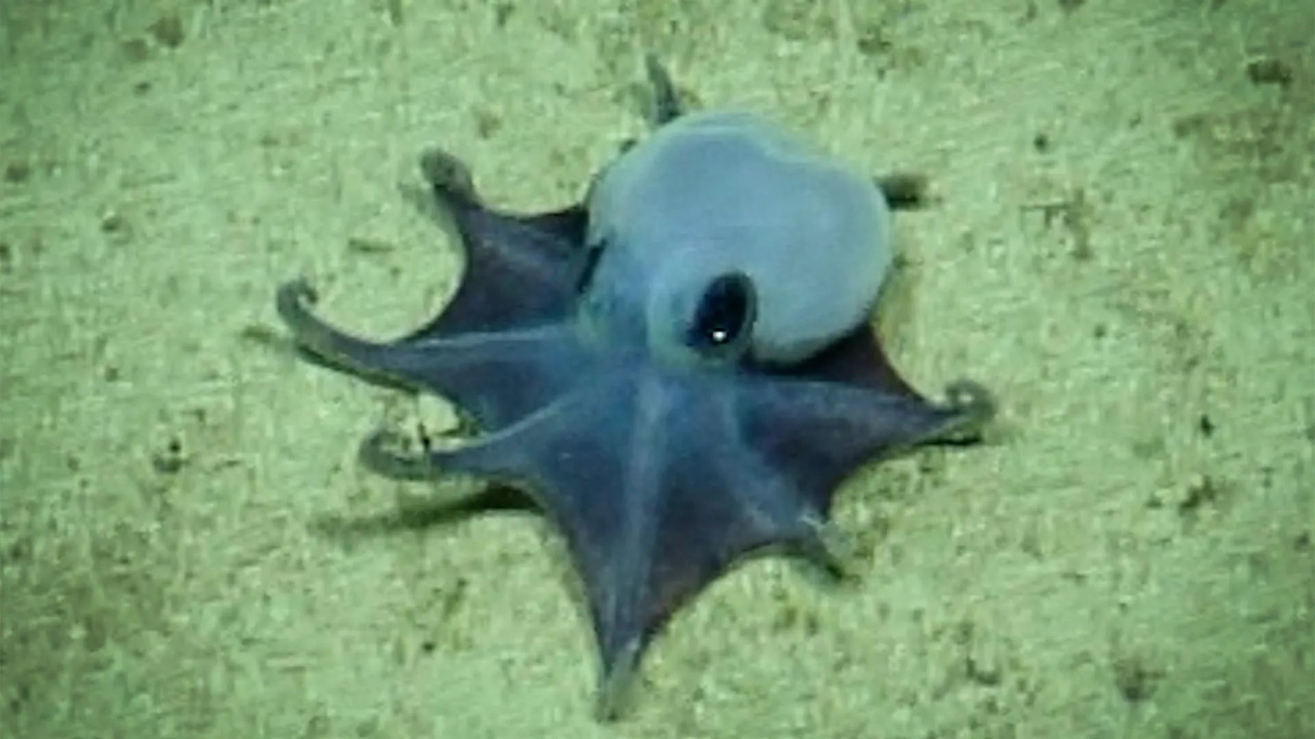 Adorable tiny blue octopus found nearly 6,000 feet beneath the Galápagos