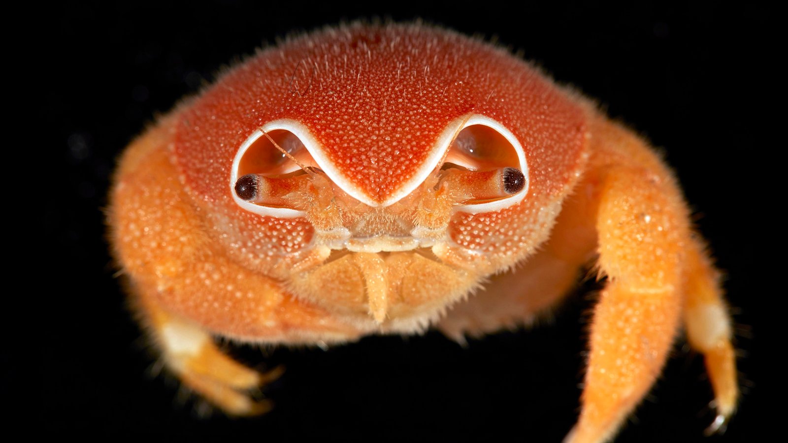 Scientists discover 149 new deep-sea species at remote Indian Ocean seamounts