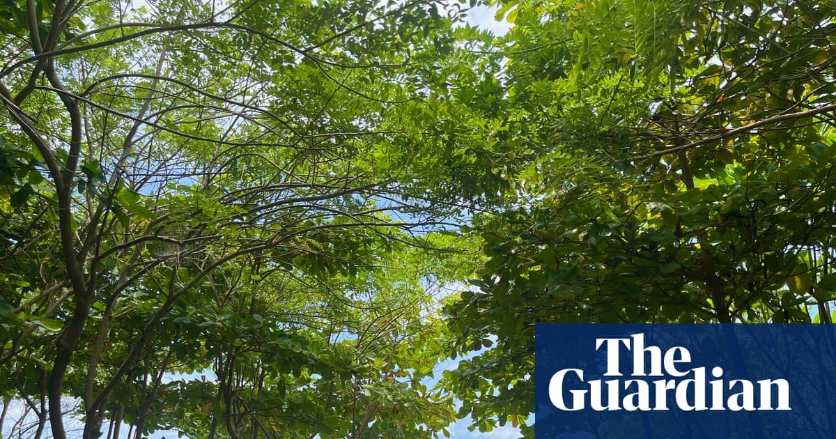 From barren shores to green oases: how a surfer looking for shade ended up transforming Costa Rica’s coastline