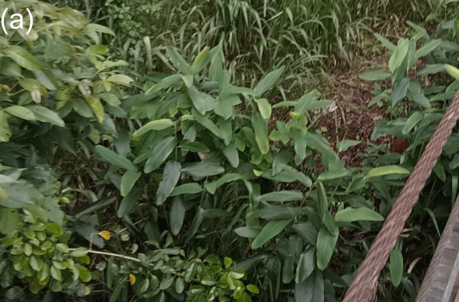 ‘Lost’ for 170 years, rare plant recorded in Sri Lanka