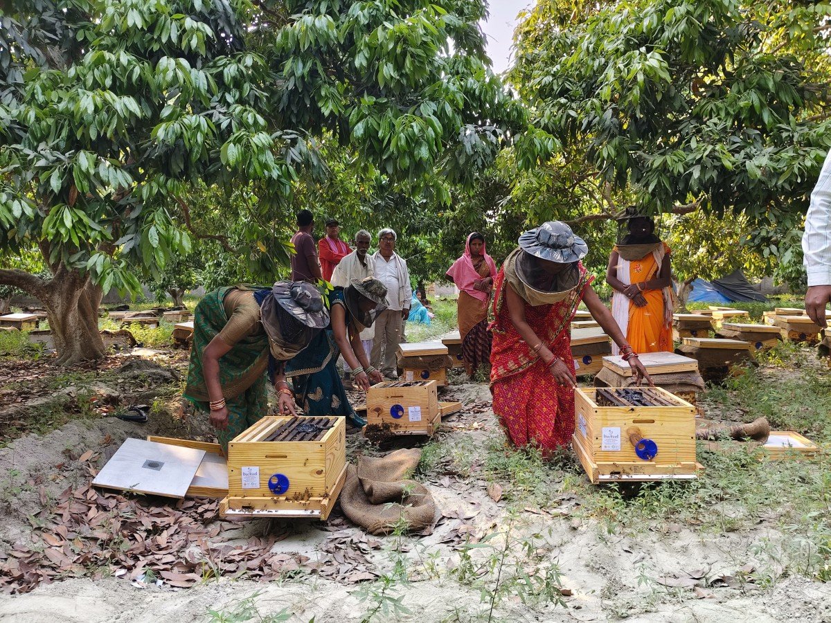 Beekeeping as a Forest Conservation Strategy Reduces Human-Wildlife Conflict at Valmiki Tiger Reserve in India
