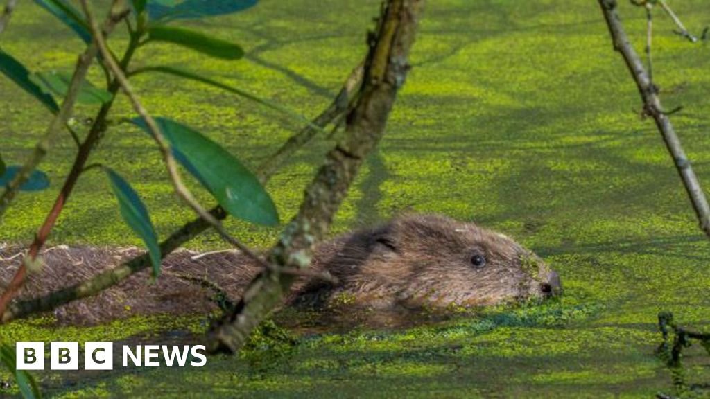 Beavers in North York Moors have helped reduce flood risk, experts say