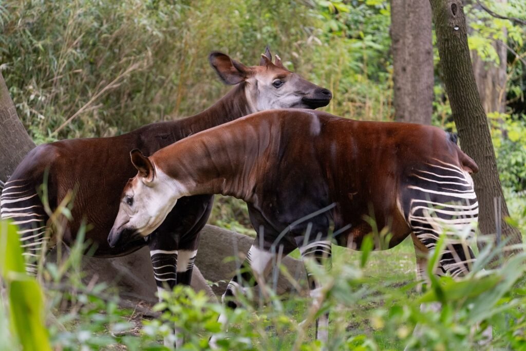 The Okapi Conservation Project Leads the Fight to Protect a Rare Species and Its Ecosystem