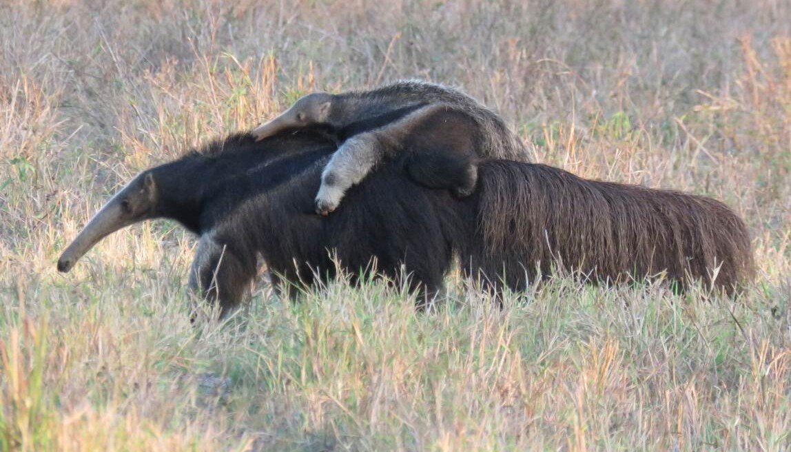 The World’s First Giant Anteater Reintroduction Appears to Be Succeeding in South America