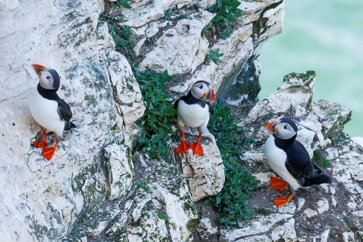 Lundy Island seabird population soars with puffins thriving after rat removal