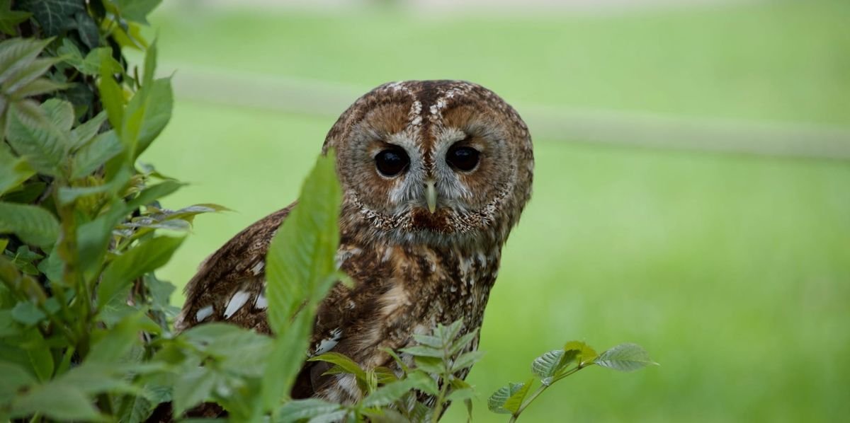 Yorkshire Dales Artist Turns Studio into Wildlife Rescue Haven for Hedgehogs, Owls and Injured Birds