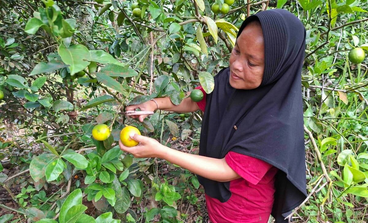 How women farmers are helping elephants and forests in a Sumatran national park