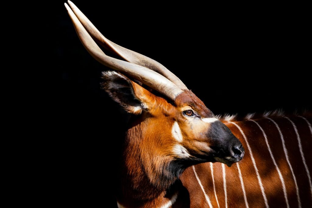 Mountain Bongo Conservation in Kenya Marks Historic Rewilding Milestone