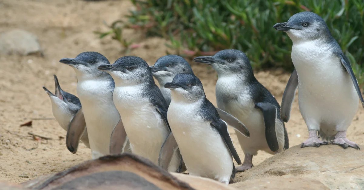 Australia is working to catch 5,000 of the world's smallest penguins to vaccinate them against bird flu