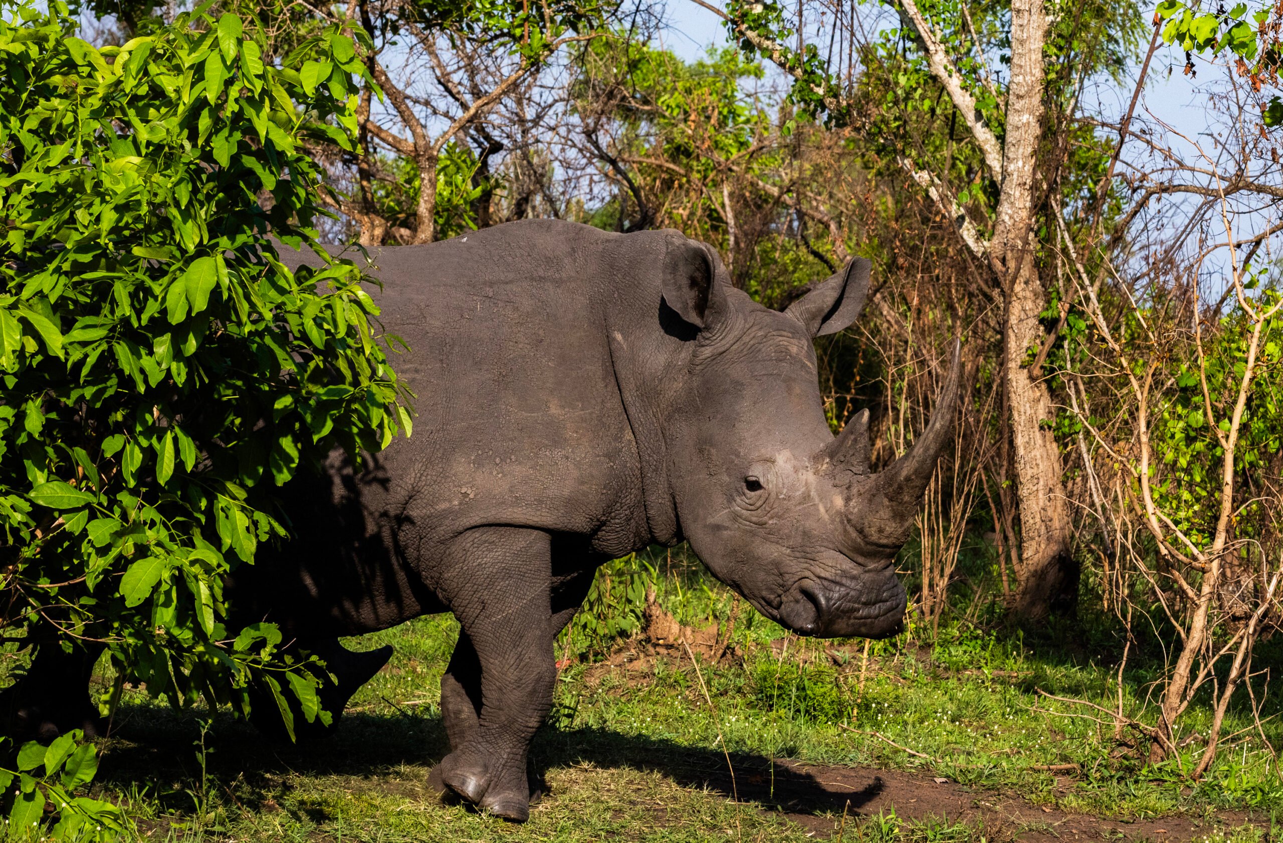 White rhinos are back in Uganda