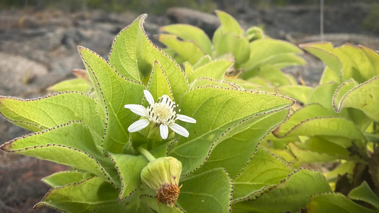 Scientists found evolution repeating itself in the Galápagos Islands