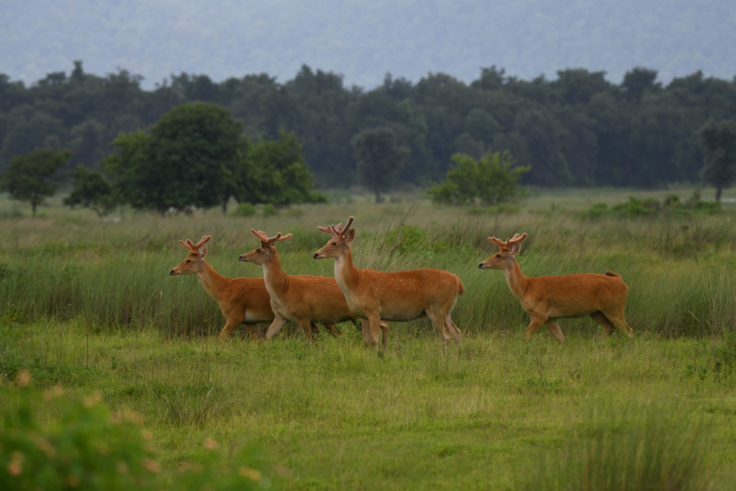 Rare swamp deer subspecies thriving in new home in India
