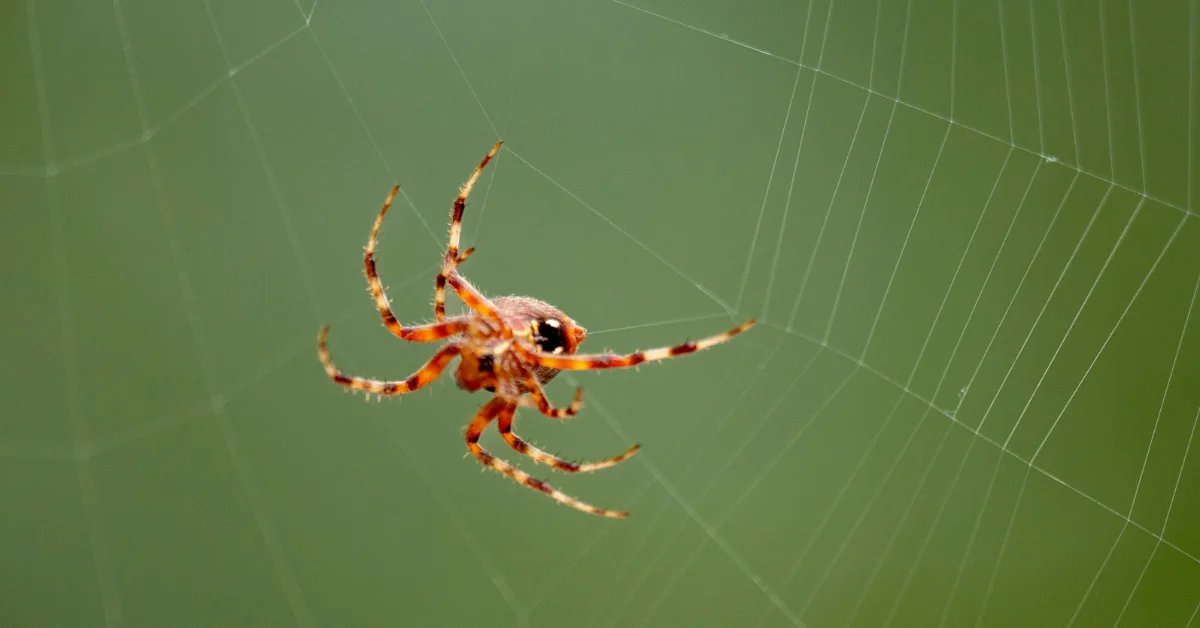 Scientists are using spider webs to develop materials that treat burn wounds, reverse nerve damage