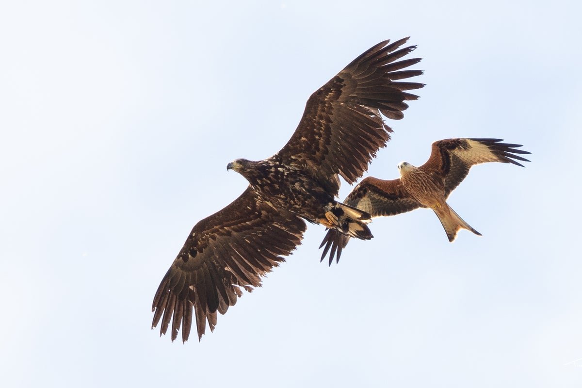 White-tailed eagles to return to Exmoor after more than 200 years