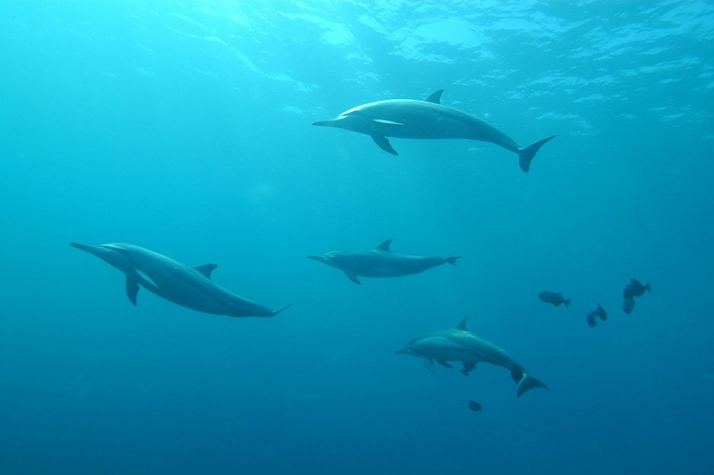 How Discarded Plastic Bottles Are Saving Dolphins
