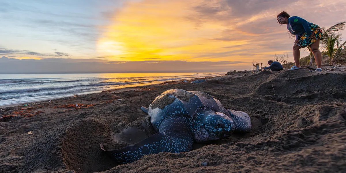Colombian Marine Sanctuary Expansion Triples Protected Area Along Chocó Caribbean Coast