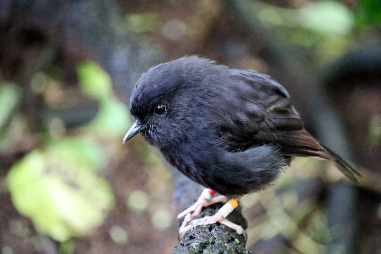 New Zealanders pick endangered black robin as Bird of the Year