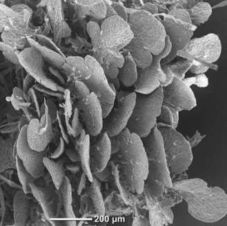How plants make copies of themselves—key 'cloning switch' gene identified