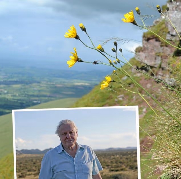 The first living species in the UK to be named after Sir David Attenborough