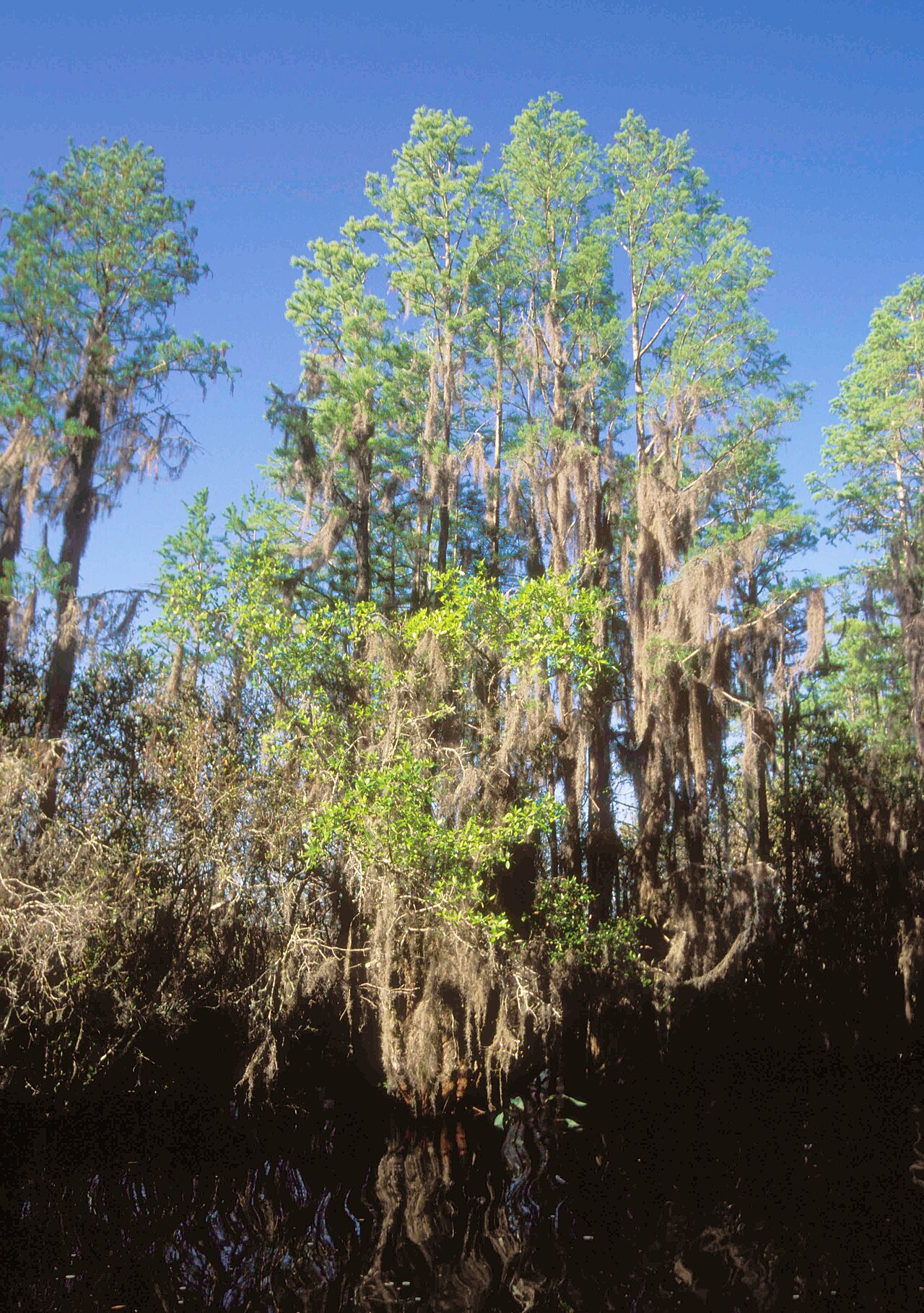 Okefenokee Swamp Earns UNESCO World Heritage Status