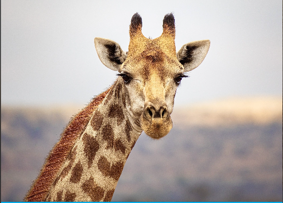 France Moves To End Trophy Hunting Imports
