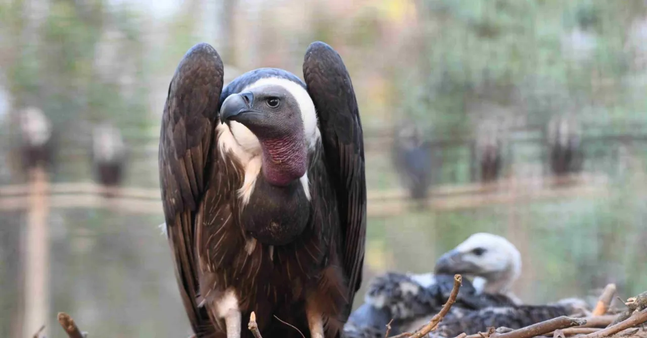 India Is Building ‘Restaurants’ for Vultures