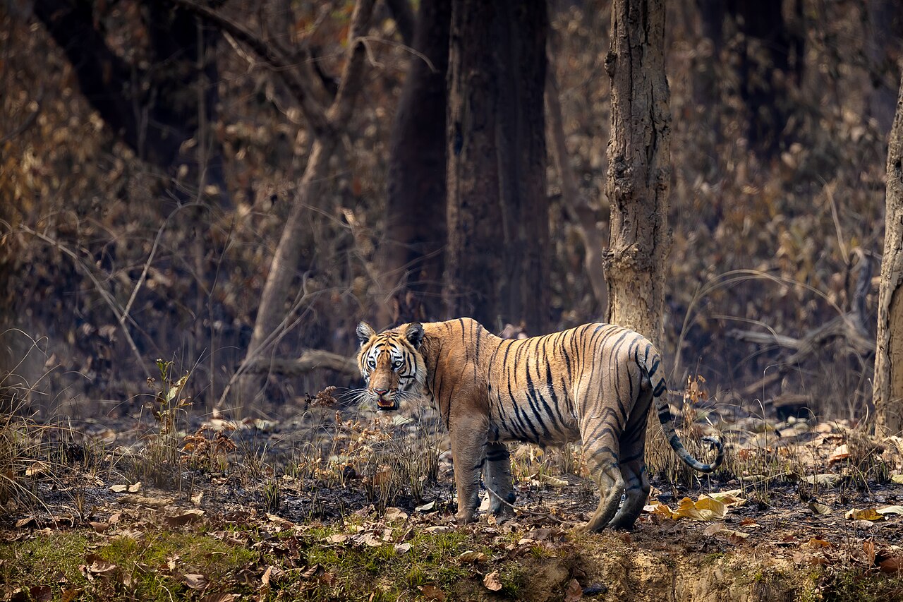 Nepal's Tigers Triple to 429 — A Conservation Milestone