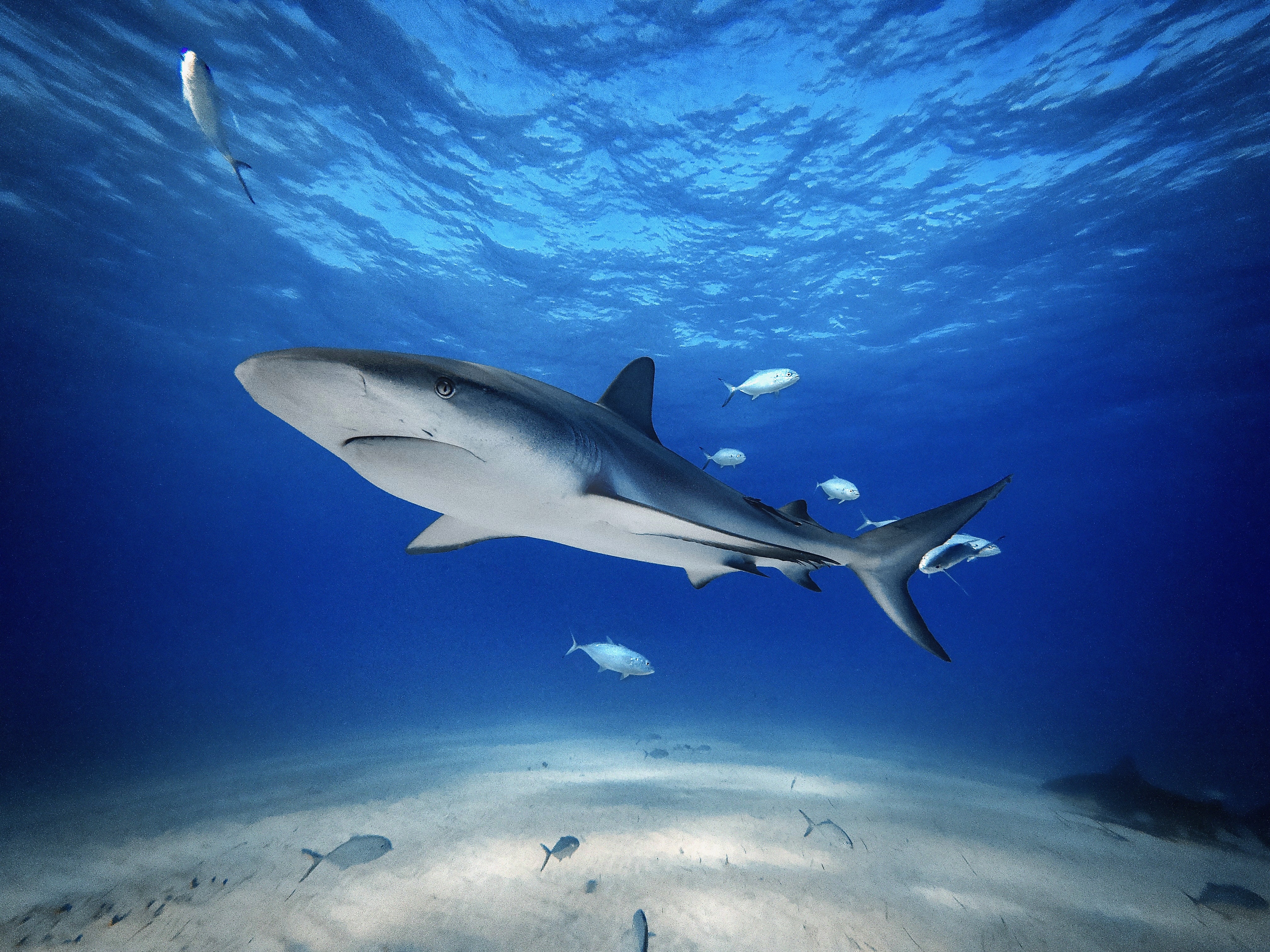 Madagascar and Zanzibar Just Gave Sharks and Rays Sweeping New Protection
