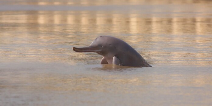 Pakistan Protects 249 Miles of Indus River Dolphin Habitat
