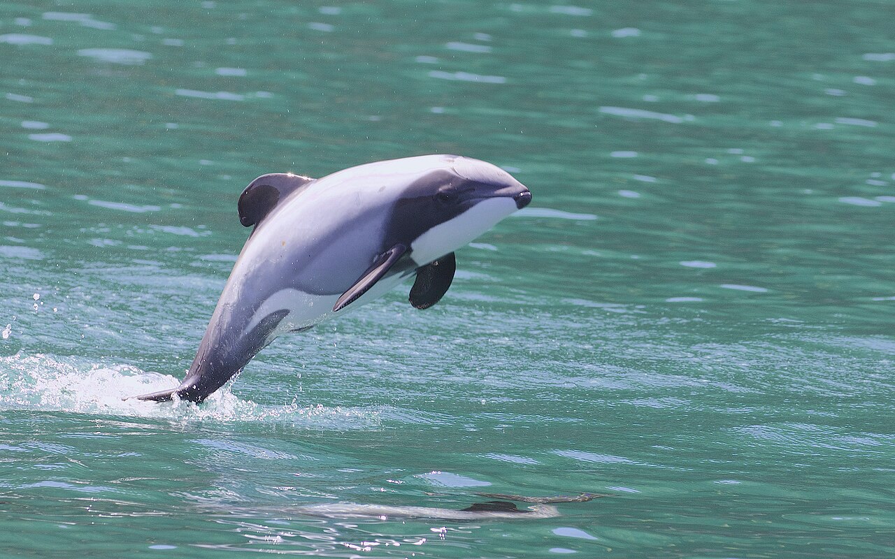 New Zealand Creates 5 Marine Reserves for Dolphins and Kelp