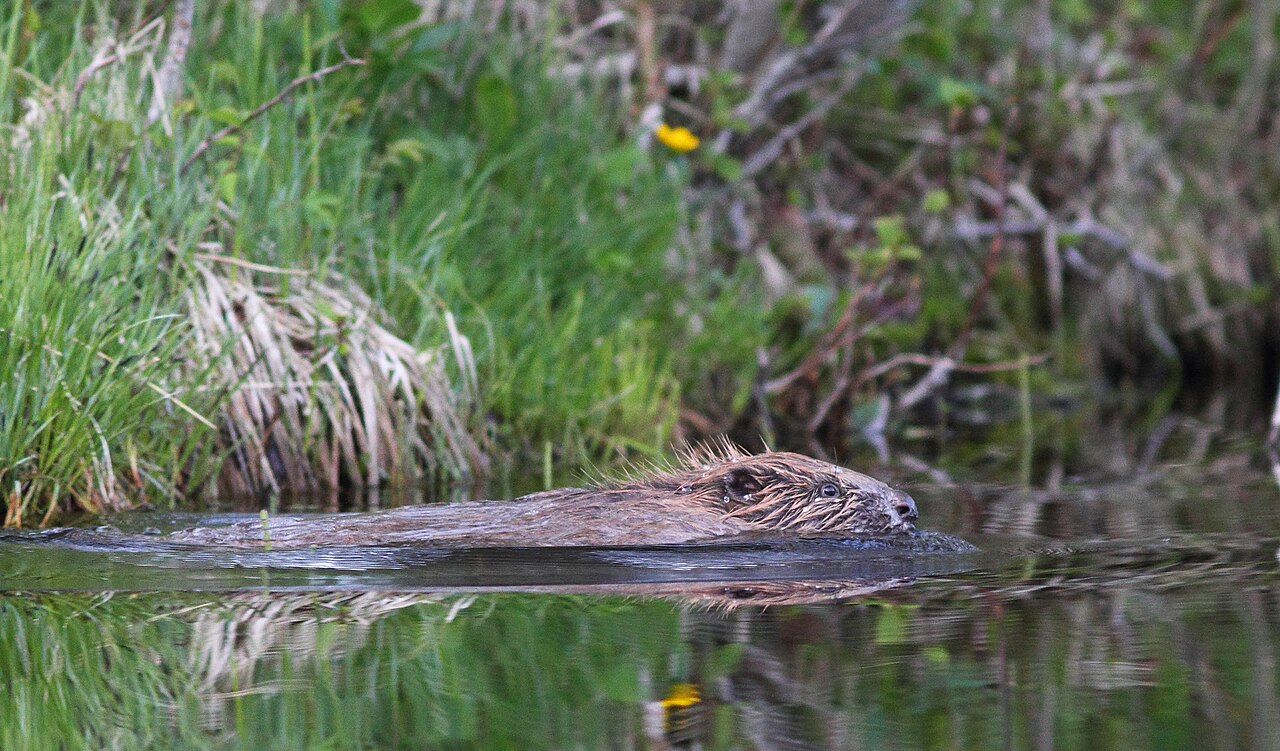 Beaver Kits Born in Norfolk for First Time in 500 Years