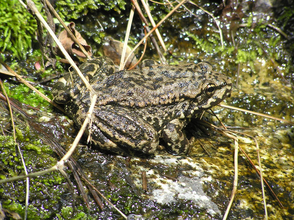 10,000 Endangered Frogs Released Across California Mountains