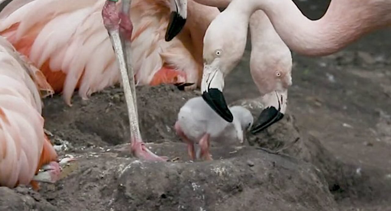 Thousands of Flamingo Chicks Hatch in Major Comeback From Climate Disaster in Turkiye