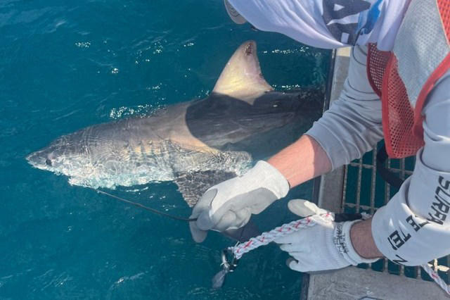 Scientists enlist sharks as storm trackers to gather ocean data and improve hurricane forecasts