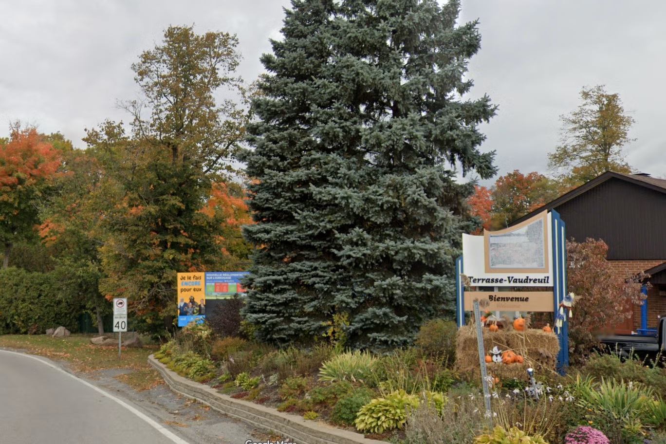 Canadian town officially recognizes trees as living beings with rights