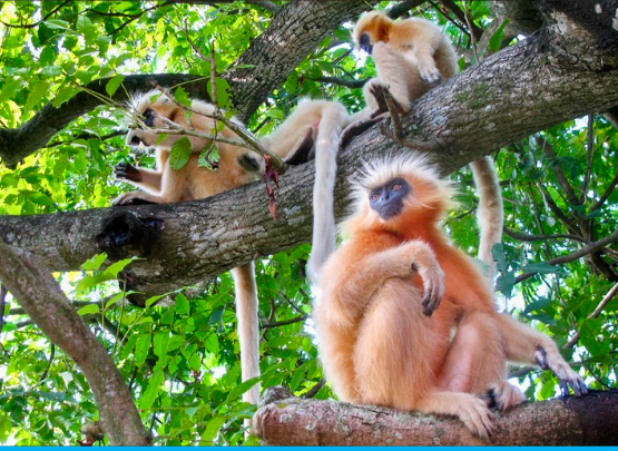 Seven Endangered Golden Langurs Returned To The Wild After Wildlife Trafficking Rescue In India